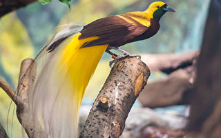 組圖：五種擁有驚豔長尾的最美麗鳥