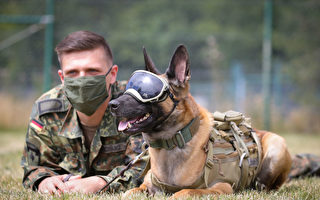 服務犬有助患病退伍軍人 加衛生部資助培訓