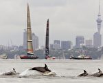 纽政府介入影响新西兰海产出口美国诉讼案