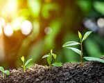 倾听植物生存需求：科学家揭示其处理信息机制