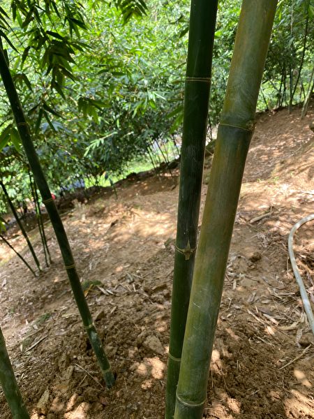 偏綠竹子為一年生成竹，黃的為二年生成竹，也有三年的。