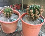 「植物療癒講座」 藉心靈慰藉達身心療癒效果