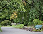 紐約市第四階段重啟 皇后區植物園今天重新開放