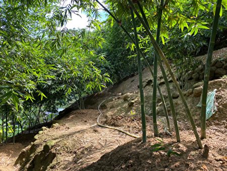 綠竹筍喜高溫多溼，主要栽培於平地與海拔500公尺以下坡度不大的山坡、溪畔等地。