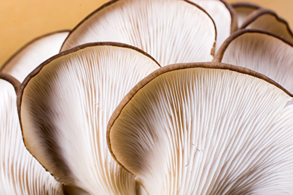 挑选菇类时，可以观察菌褶，菌褶分明的菇类较为新鲜。(Shutterstock)