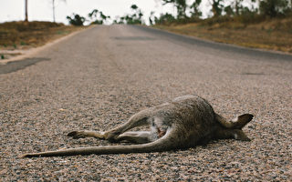 眼见妻儿被车撞死 澳洲袋鼠路边抚尸哀悼