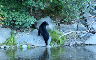 头卡塑胶桶在湖里挣扎 美国小黑熊获救