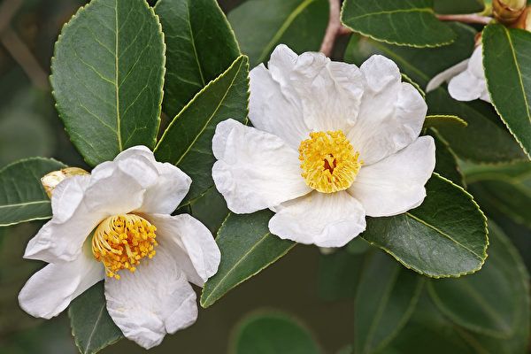 苦茶油，多为油茶树的种子所榨出来的油，分为小果种与大果种。小果种油茶树是金黄色花蕊的白花。(Shutterstock)