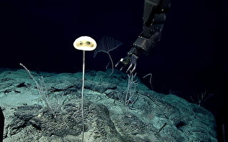 科学家在深海发现新品种海绵 长得像外星人