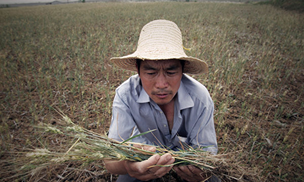 分析：中国“旱涝急转” 粮食安全难保