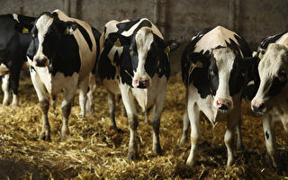 澳洲拒放行 蒙牛收購澳知名乳企以失敗告終