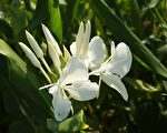 新詩：野薑花