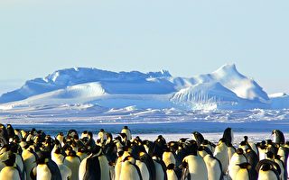 新研究：企鹅源自澳洲新西兰 并非南极