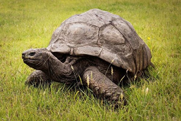 史上最長壽烏龜慶祝188歲生日