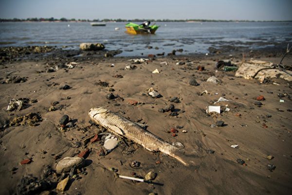 2020年8月3日，阿根廷罗萨里奥市，由于严重干旱，一条鱼死在岸边。