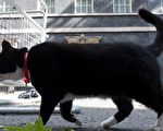 国际猫日前夕 英外交部首席捕鼠官宣布退休