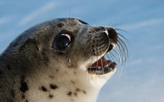 海豹脖子套繩索拉船 比利時動物公園遭抗議