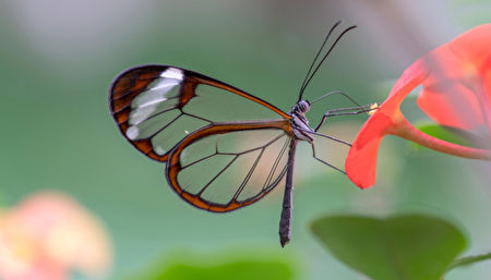 最美丽昆虫拥有透明翅膀的玻璃翼蝴蝶 大纪元
