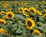 新泽西周末好去处（8月15日 – 8月23日）