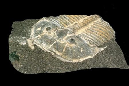 罕见化石发现三叶虫具复眼结构 大纪元