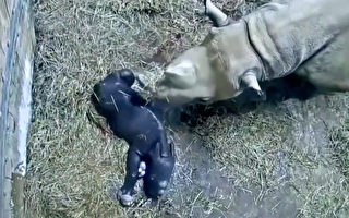 美国动物园传喜讯 珍稀濒危黑犀牛诞下宝宝