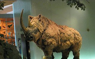1.4万年前“小狗” 最后大餐竟是长毛犀牛