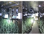 電費高達萬元 紐約華男屋內種大麻被逮