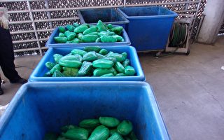 南加邊境6起運毒被截 繳獲7噸大麻