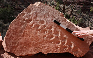 距今3億多年 美國大峽谷現最古老足跡化石