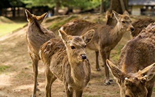持续高温 日本奈良野生鹿避暑各有高招