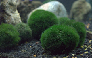 毬藻像寵物般可愛 日本珍寶在台灣看得到