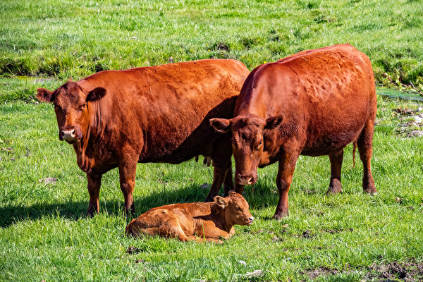 以色列培育红母牛 为《圣经》末日预言准备