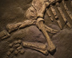 加研究员首次发现：7500万年前恐龙患骨癌
