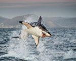 南澳登上2023全球鯊魚襲擊致死事發地榜首