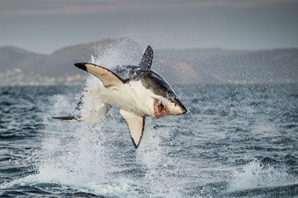 惊人画面：大白鲨为捕食跃出海面4.6米
