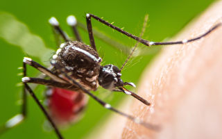 波士顿今年首见西尼罗毒蚊