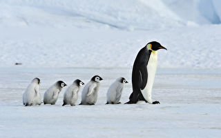 企鹅受困南极冰谷 BBC工作人员破例搭救