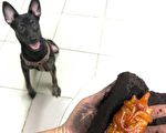 黑犬挖「大金塊」 主人傻眼：2年心血差點沒了