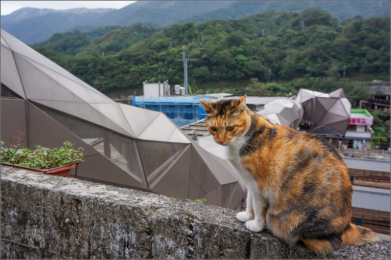 猴硐的貓橋為改建的鐵路陸橋,人貓共用的體貼設計,更貼近當地生活與人文。(新北市政府觀光旅遊局提供)
