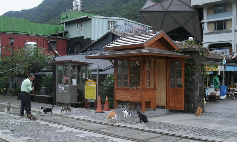 臺灣侯硐貓村登CNN世界六大賞貓景點。(新北市政府觀光旅遊局提供)