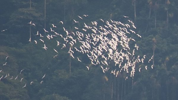 【視頻】萬鷺朝鳳奇景 10萬隻黃頭鷺大遷徙