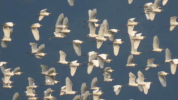 【視頻】萬鷺朝鳳奇景 10萬隻黃頭鷺大遷徙
