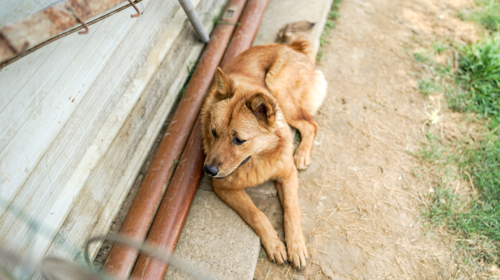 岁主人摔倒机智犬引环卫工及时搭救 狗狗 格伦代尔 大纪元