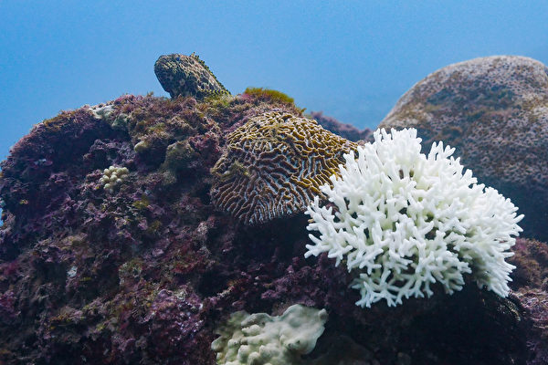 台湾珊瑚白化难复原环团吁成立海洋保护区| 垦丁| 小琉球| 绿岛| 大纪元