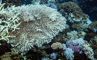 全台海域珊瑚白化 环团：20年来最严重