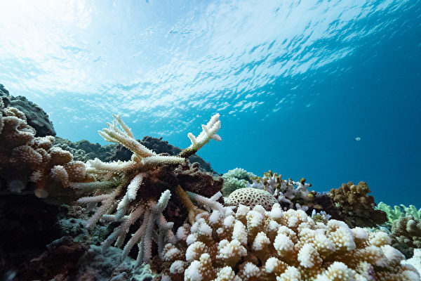 全台珊瑚白化调查估约3成死亡 中研院 大纪元