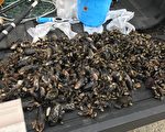 超量挖海鮮太貪心 洛杉磯幾十名華裔被起訴