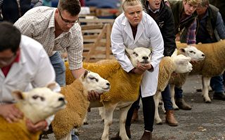世界上最貴的羊 36.8萬鎊英國拍賣