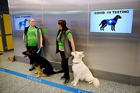 张林 芬兰机场用侦测犬测试中共病毒 耳温枪测试 消毒液 大纪元