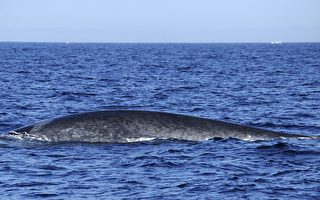 百年来仅三次 25米长罕见蓝鲸现悉尼海岸